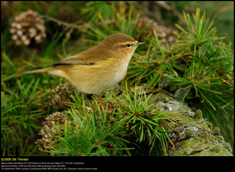 Chiffchaff (Gransanger / Phylloscopus collybita)