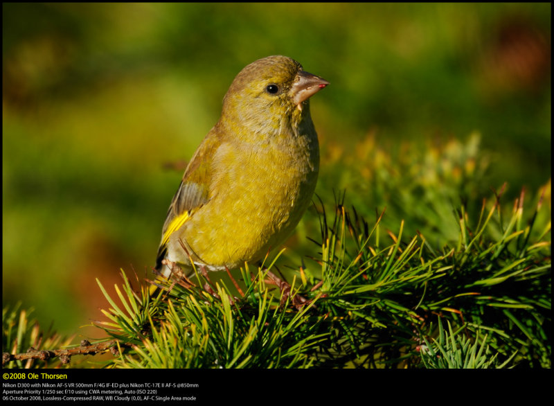 Greenfinch (Grnirisk / Carduelis chloris)