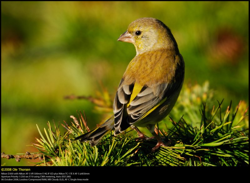 Greenfinch (Grnirisk / Carduelis chloris)