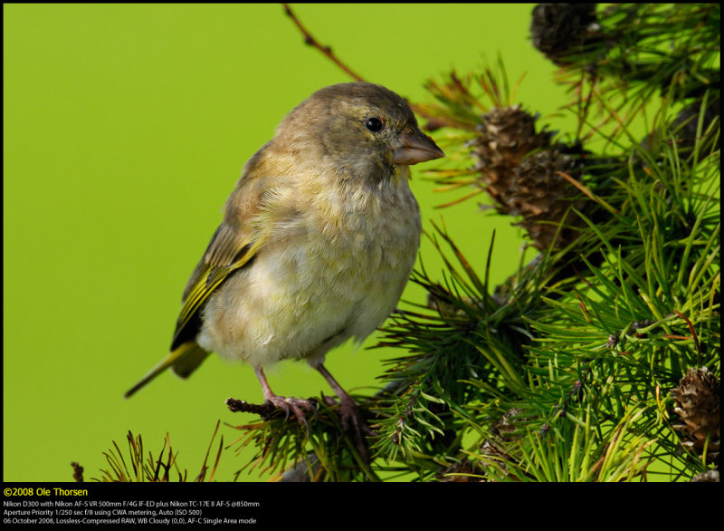 Greenfinch (Grnirisk / Carduelis chloris)