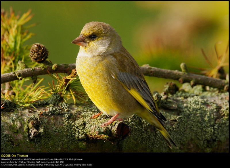 Greenfinch (Grnirisk / Carduelis chloris)