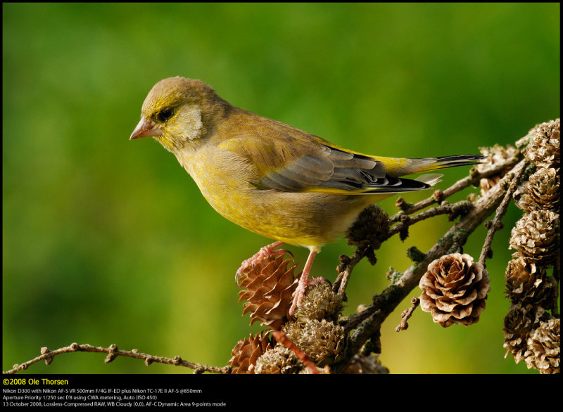 Greenfinch (Grnirisk / Carduelis chloris)