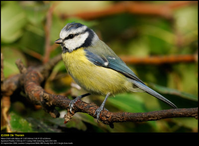 Blue tit (Blmejse / Cyanistes caeruleus)