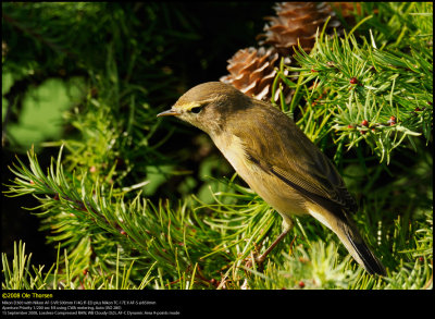 Chiffchaff (Gransanger / Phylloscopus collybita)