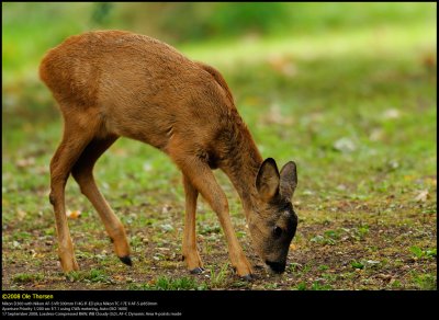 Roe Deer (Rdyr , Capreolus capreolus)