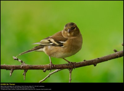 Chaffinch (Bogfinke / Fringilla coelebs)