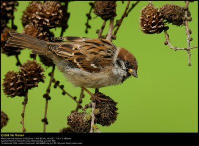 Tree Sparrow (Skovspurv / Passer montanus)