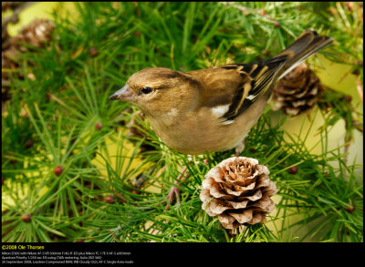 Chaffinch (Bogfinke / Fringilla coelebs)