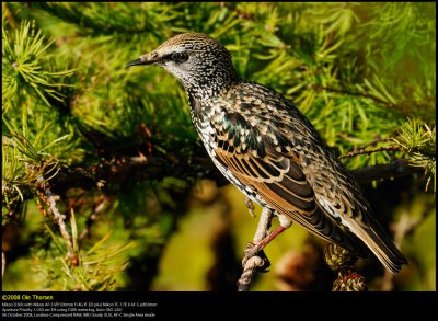 Starling (Str / Sturnus vulgaris)