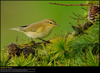 Chiffchaff (Gransanger / Phylloscopus collybita)