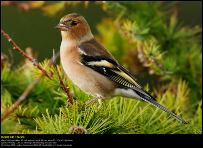 Chaffinch (Bogfinke / Fringilla coelebs)