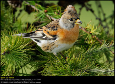 Brambling (Kvkerfinke / Fringilla montifringilla)