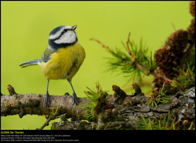 Blue tit (Blmejse / Cyanistes caeruleus)