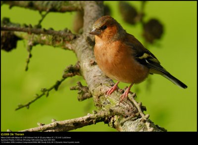 Chaffinch (Bogfinke / Fringilla coelebs)