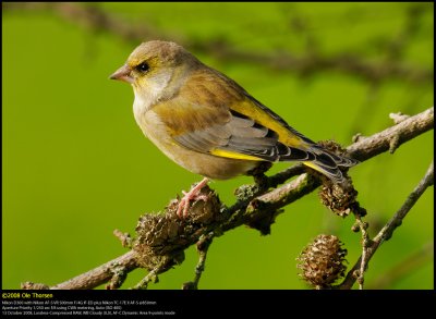 Greenfinch (Grønirisk / Carduelis chloris)