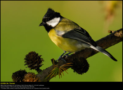 Great Tit (Musvit / Parus major)