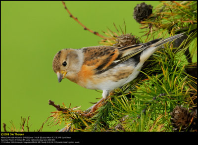 Brambling (Kvkerfinke / Fringilla montifringilla)