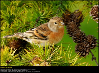 Brambling (Kvkerfinke / Fringilla montifringilla)