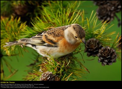 Brambling (Kvkerfinke / Fringilla montifringilla)