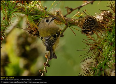 Goldcrest (Fuglekonge / Regulus regulus)