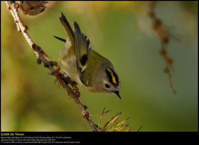 Goldcrest (Fuglekonge / Regulus regulus)