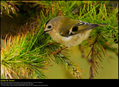 Goldcrest (Fuglekonge / Regulus regulus)