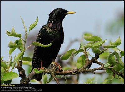 Starling (Str / Sturnus vulgaris)