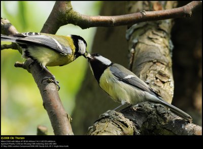 Great Tit (Musvit / Parus major)