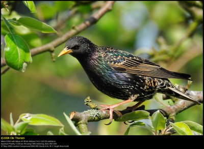 Starling (Str / Sturnus vulgaris)