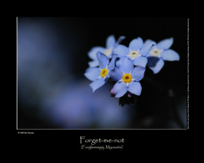 Forget-me-not (Forglemmigej / Myosotis)
