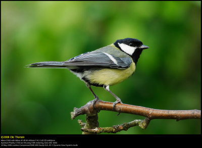 Great Tit (Musvit / Parus major)