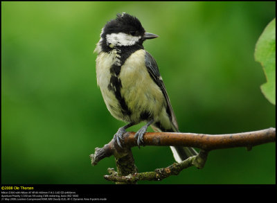 Great Tit (Musvit / Parus major)