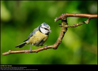 Blue tit (Blåmejse / Cyanistes caeruleus)