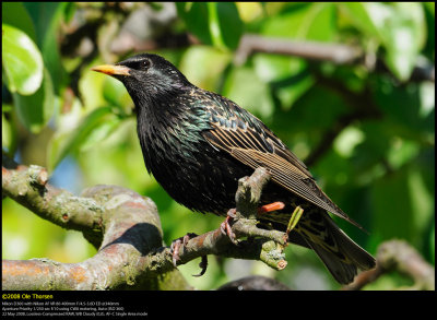 Starling (Stær / Sturnus vulgaris)