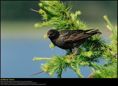 Starling (Str / Sturnus vulgaris)