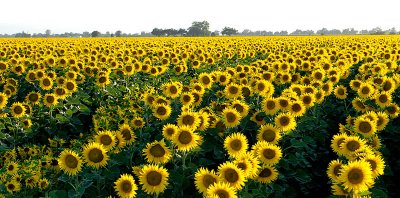 Sacramento Valley Sunflowers  2009