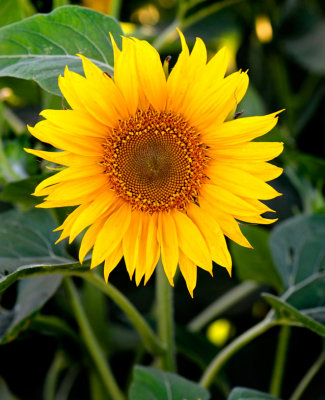 Sacramento Valley Sunflowers  2010
