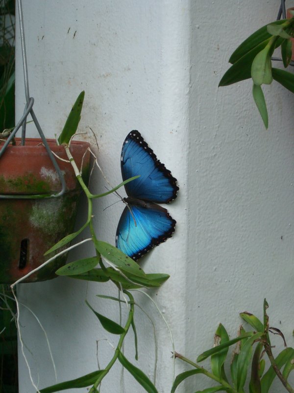Butterfly Gardens