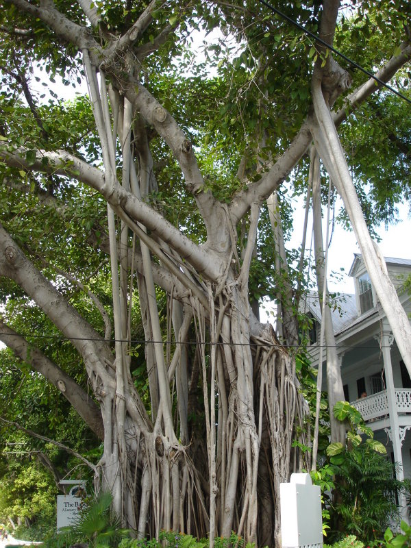 Awesome tree