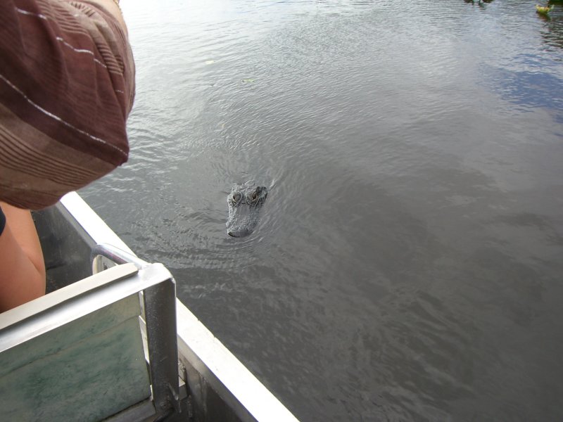 Here gator-gator-gator