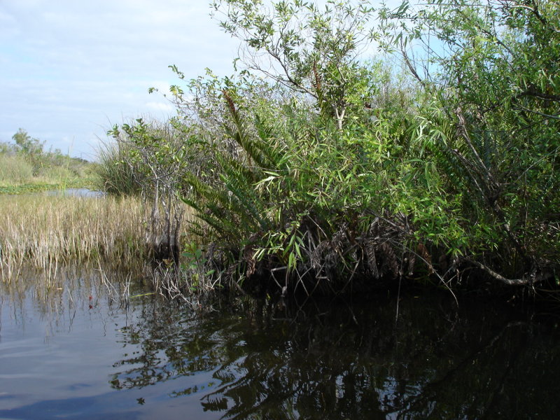 Mangroves