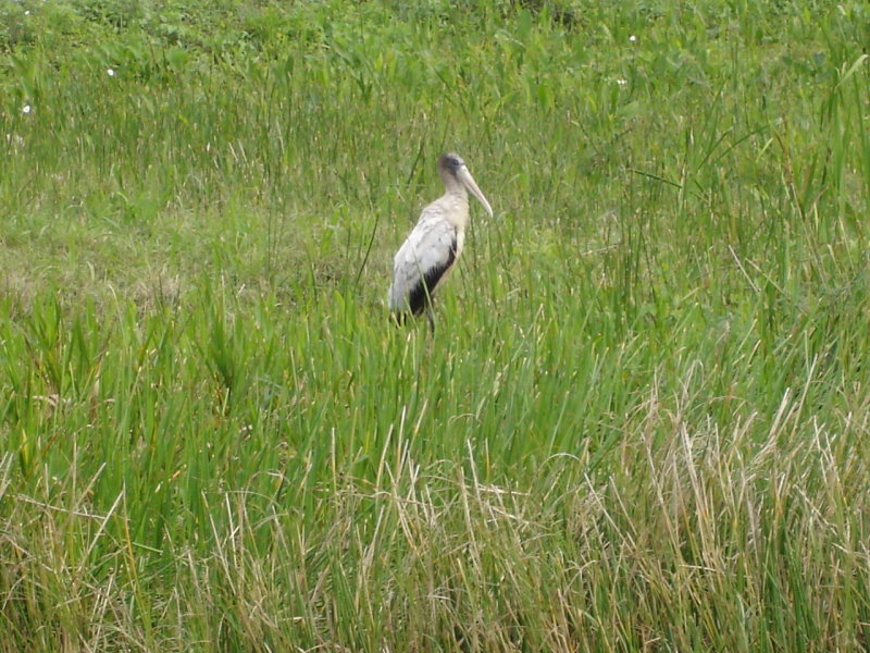 Woodstork