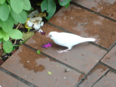 Ghost Sparrow!