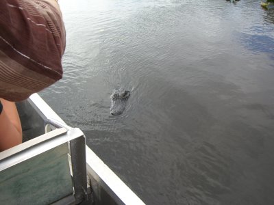 Here gator-gator-gator