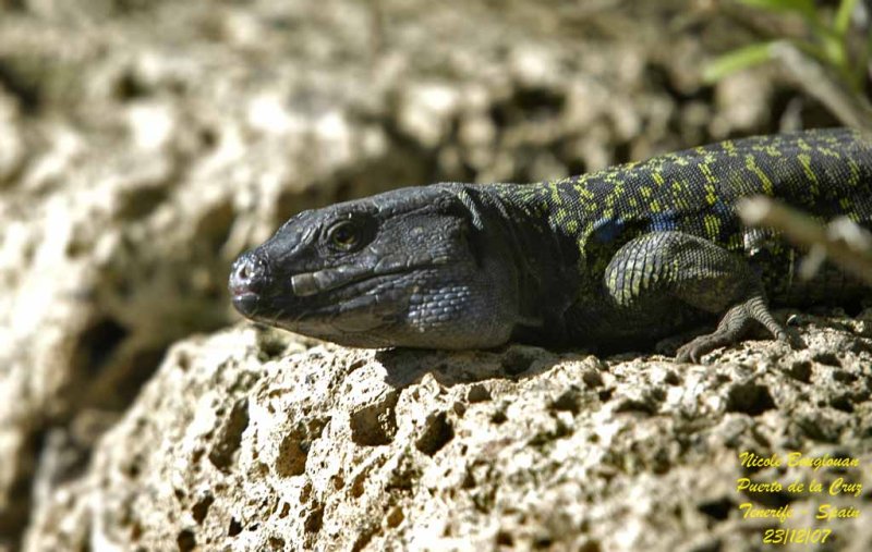 Tenerife Lizard - Gallotia galloti