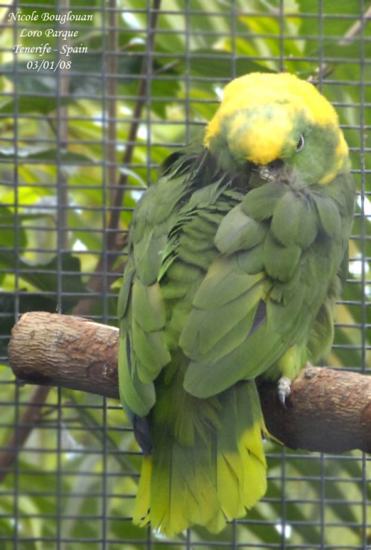 Roatn Yellow-fronted Amazon - Amazona auropalliata caribaea - Amazone de Roatn