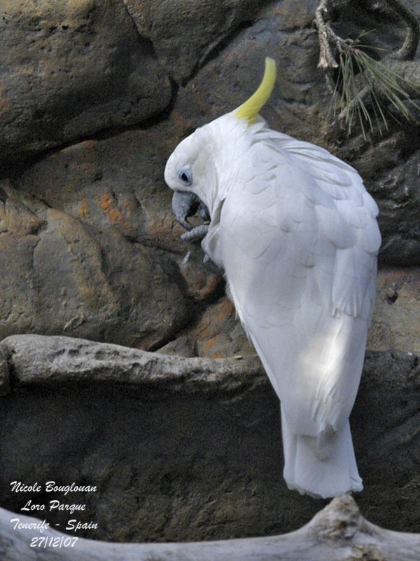 Sulphur-crested Cockatoo - Cacatua galerita triton - Cacatos triton