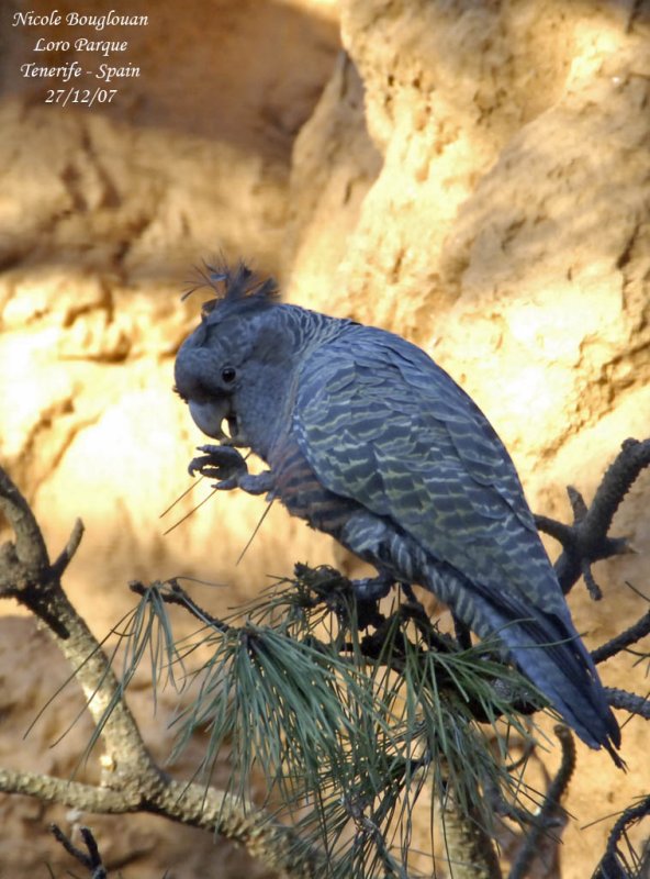Gang-gang Cockatoo - Callocephalon fimbriatum - Cacatos  tte rouge female