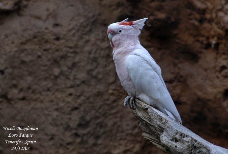 Pink Cockatoo - Cacatua leadbeateri - Cacatoes de Leadbeater