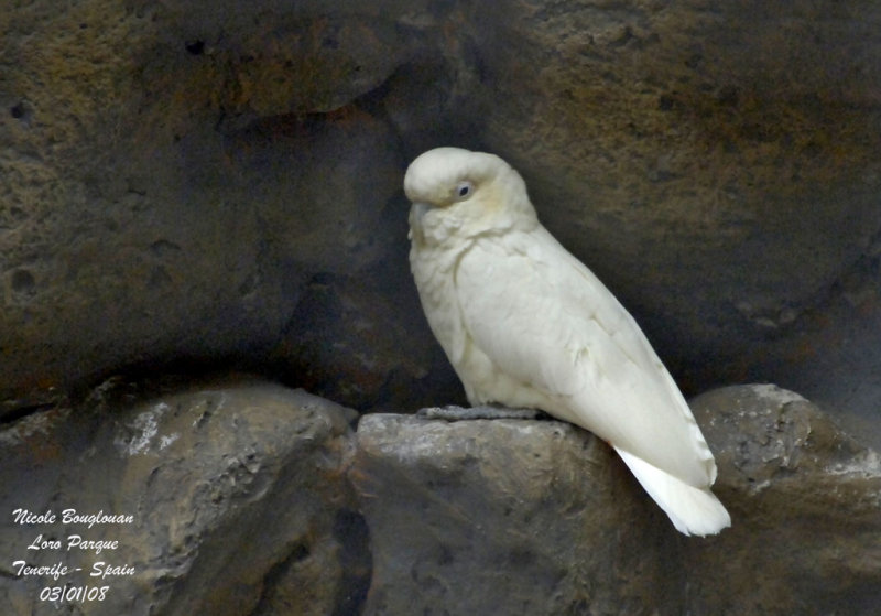 Philippine Cockatoo - Cacatua haematuropygia - Cacatos des Philippines